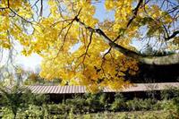 Nước Nga - Mùa lá rụng